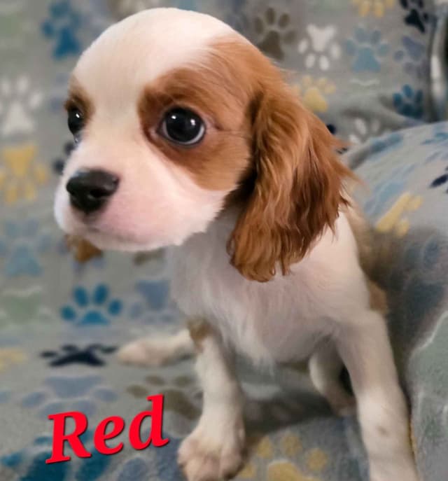 Cavalier King Charles Spaniel Puppies media 11