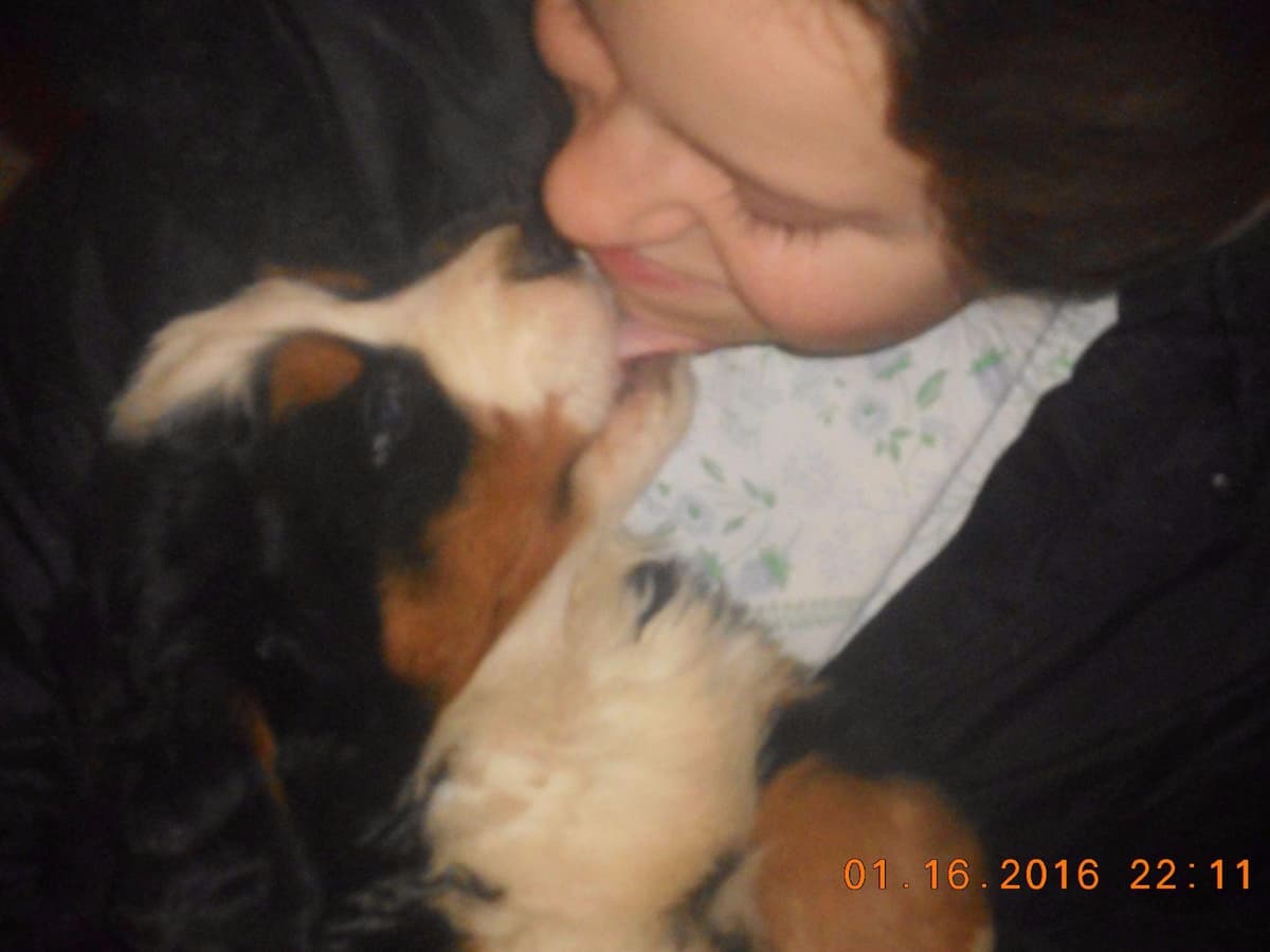 Allison’s Bigger OfAdBernese 330 260 2602 breeder image 3