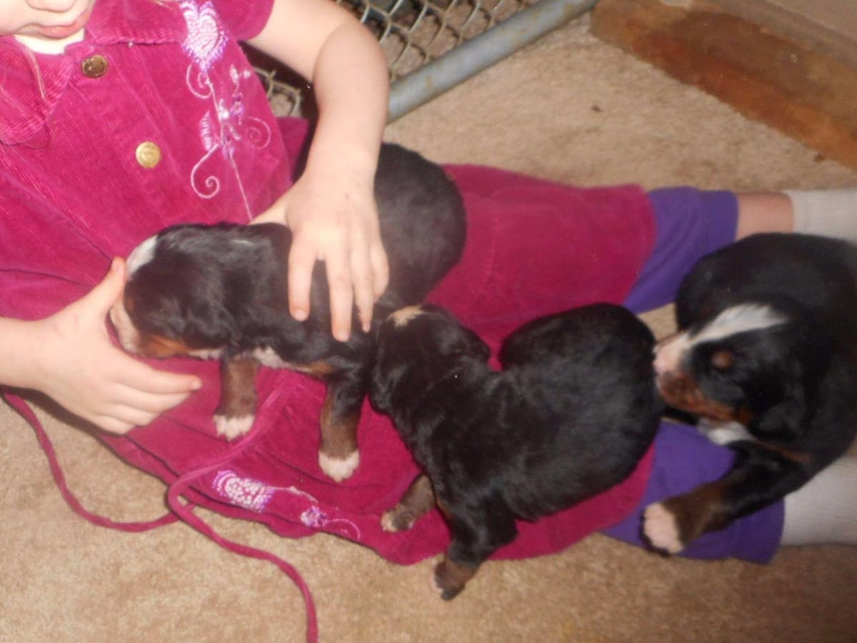 Allison’s Bigger OfAdBernese 330 260 2602 breeder image 6