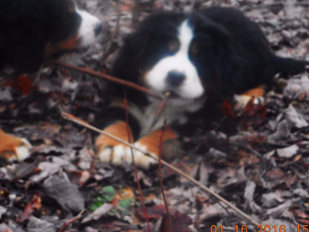 Allison’s Bigger OfAdBernese 330 260 2602 breeder image 7