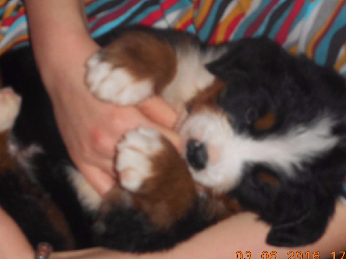 Allison’s Bigger OfAdBernese 330 260 2602 breeder image 8