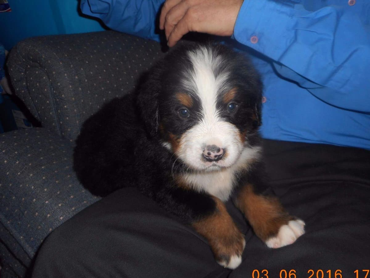 Allison’s Bigger OfAdBernese 330 260 2602 breeder image 9