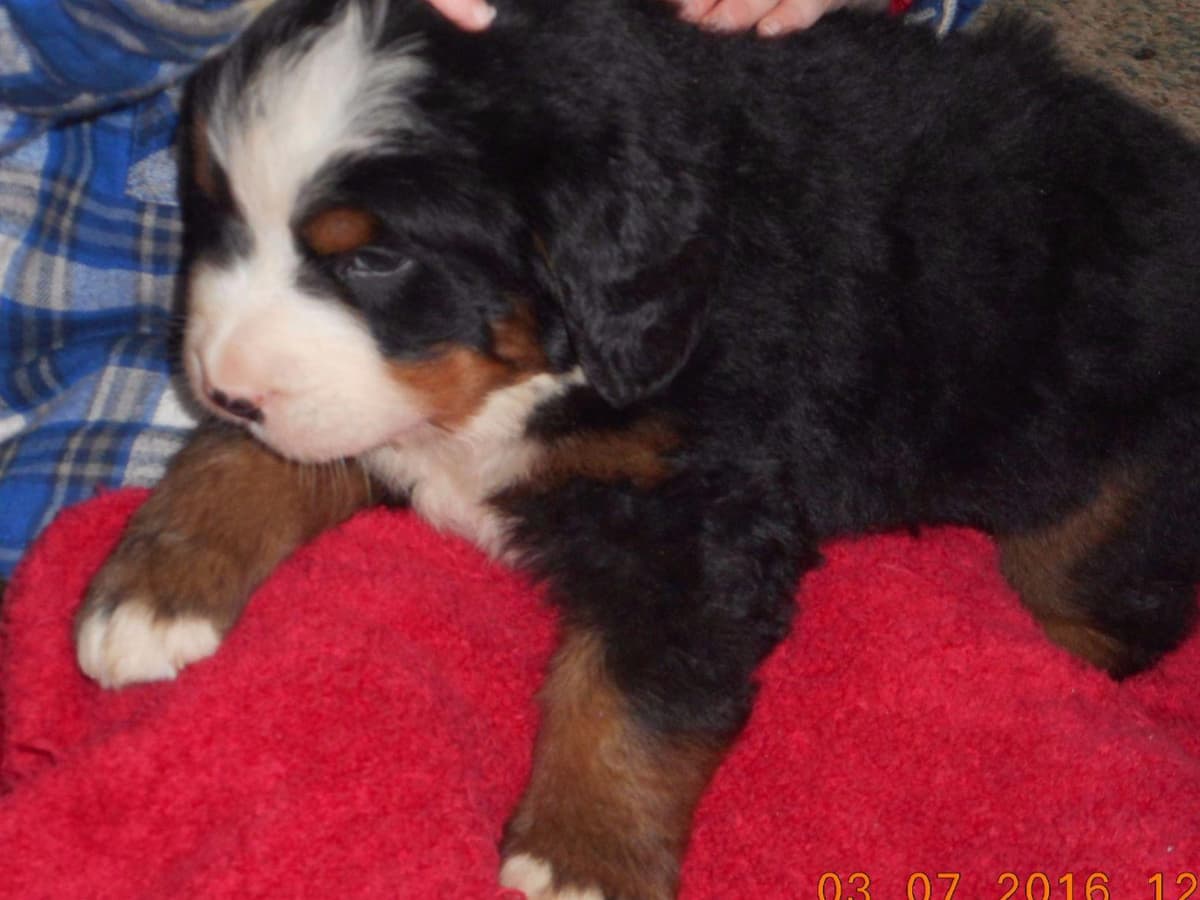Allison’s Bigger OfAdBernese 330 260 2602 breeder image 10