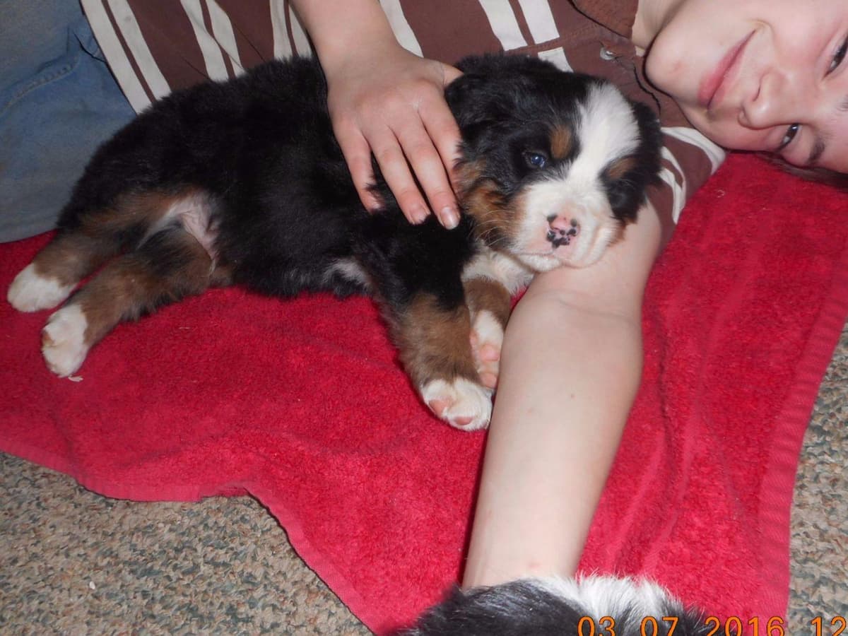 Allison’s Bigger OfAdBernese 330 260 2602 breeder image 11