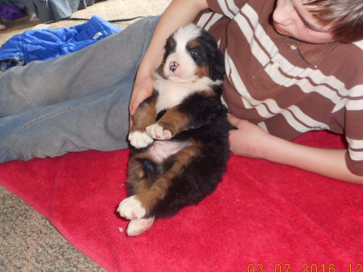 Allison’s Bigger OfAdBernese 330 260 2602 breeder image 12