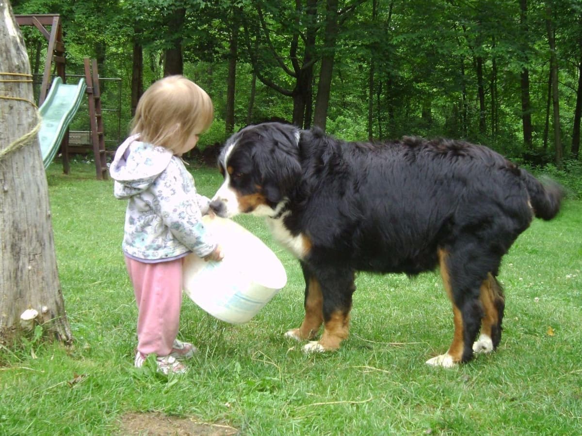 Allison’s Bigger OfAdBernese 330 260 2602 breeder image 14