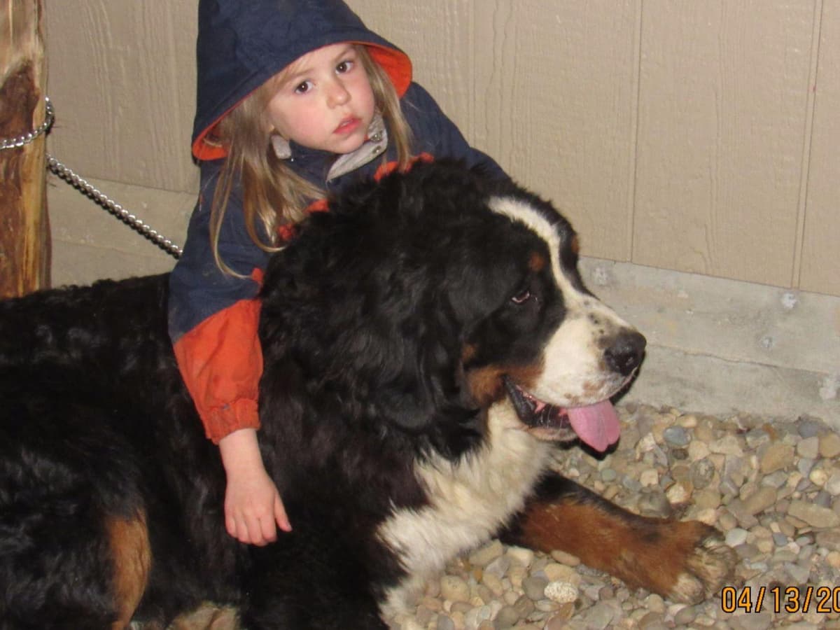 Allison’s Bigger OfAdBernese 330 260 2602 breeder image 15