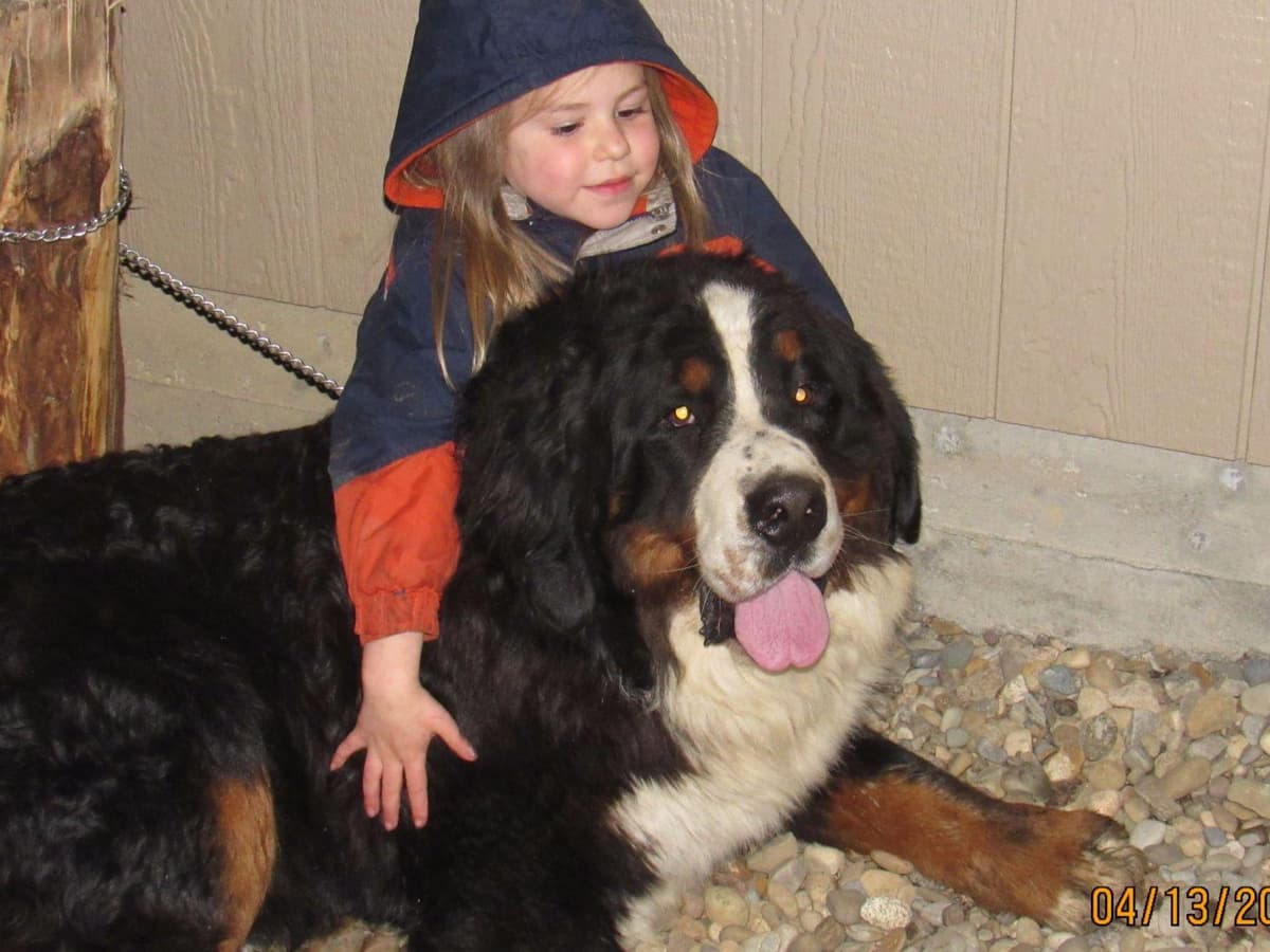 Allison’s Bigger OfAdBernese 330 260 2602 breeder image 16