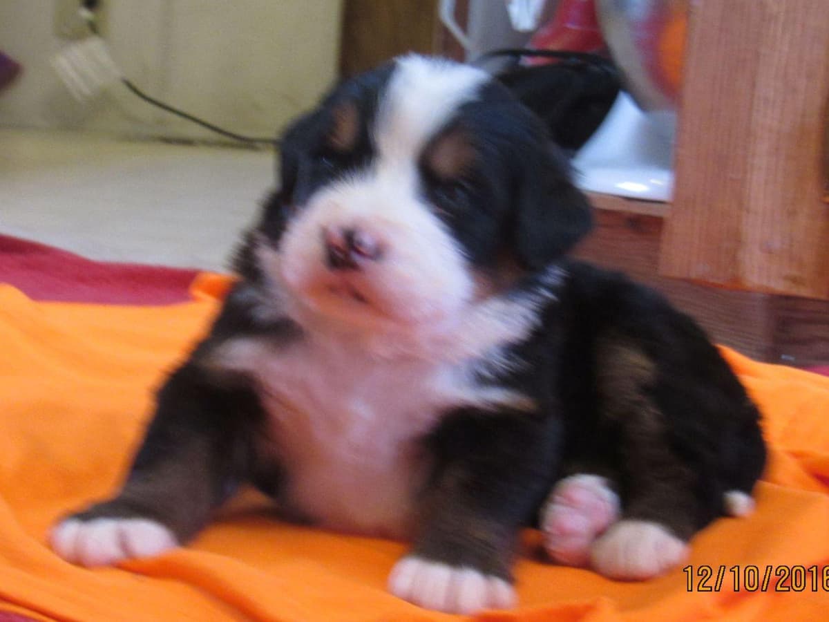 Allison’s Bigger OfAdBernese 330 260 2602 breeder image 18