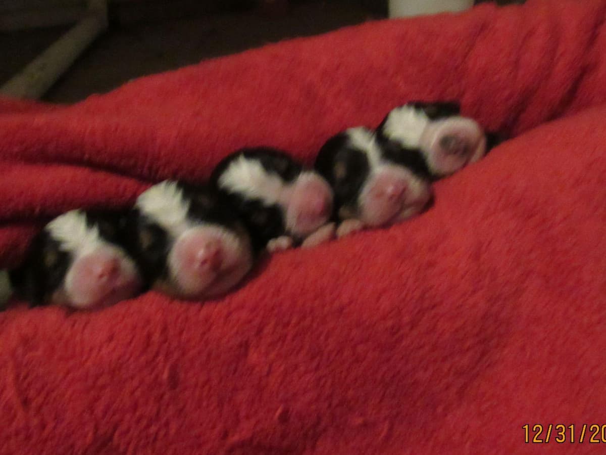 Allison’s Bigger OfAdBernese 330 260 2602 breeder image 19
