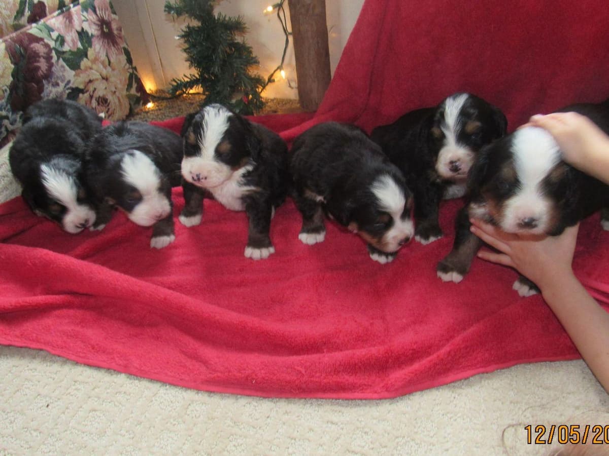 Allison’s Bigger OfAdBernese 330 260 2602 breeder image 20