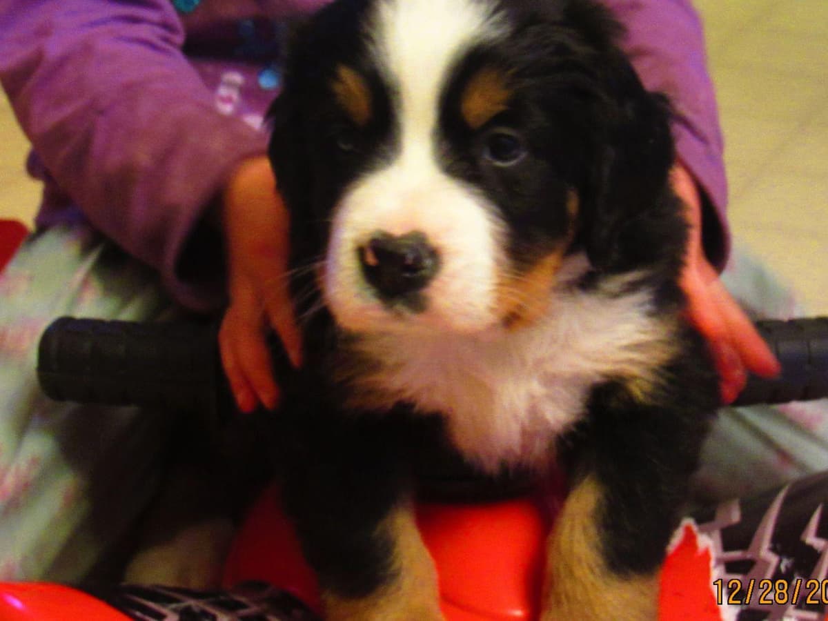 Allison’s Bigger OfAdBernese 330 260 2602 breeder image 21