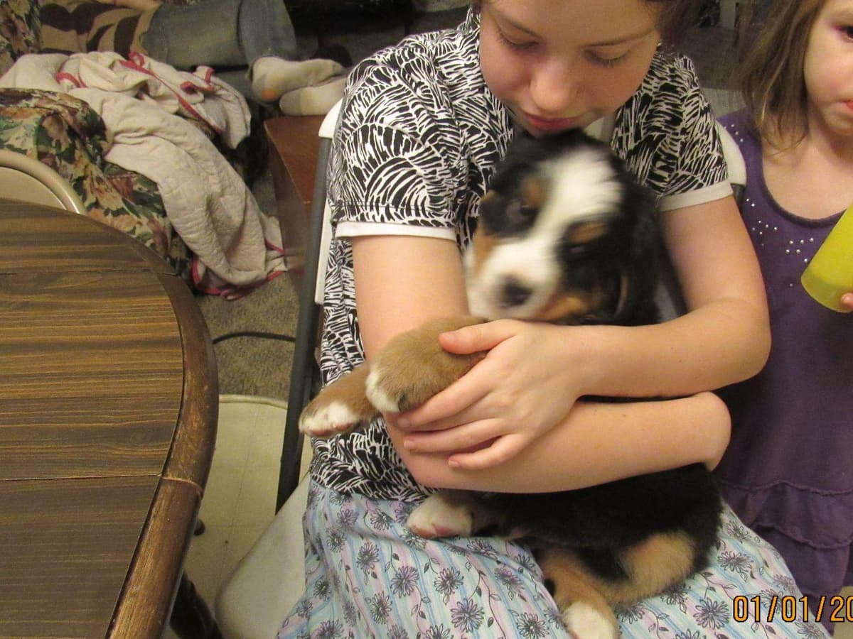 Allison’s Bigger OfAdBernese 330 260 2602 breeder image 22