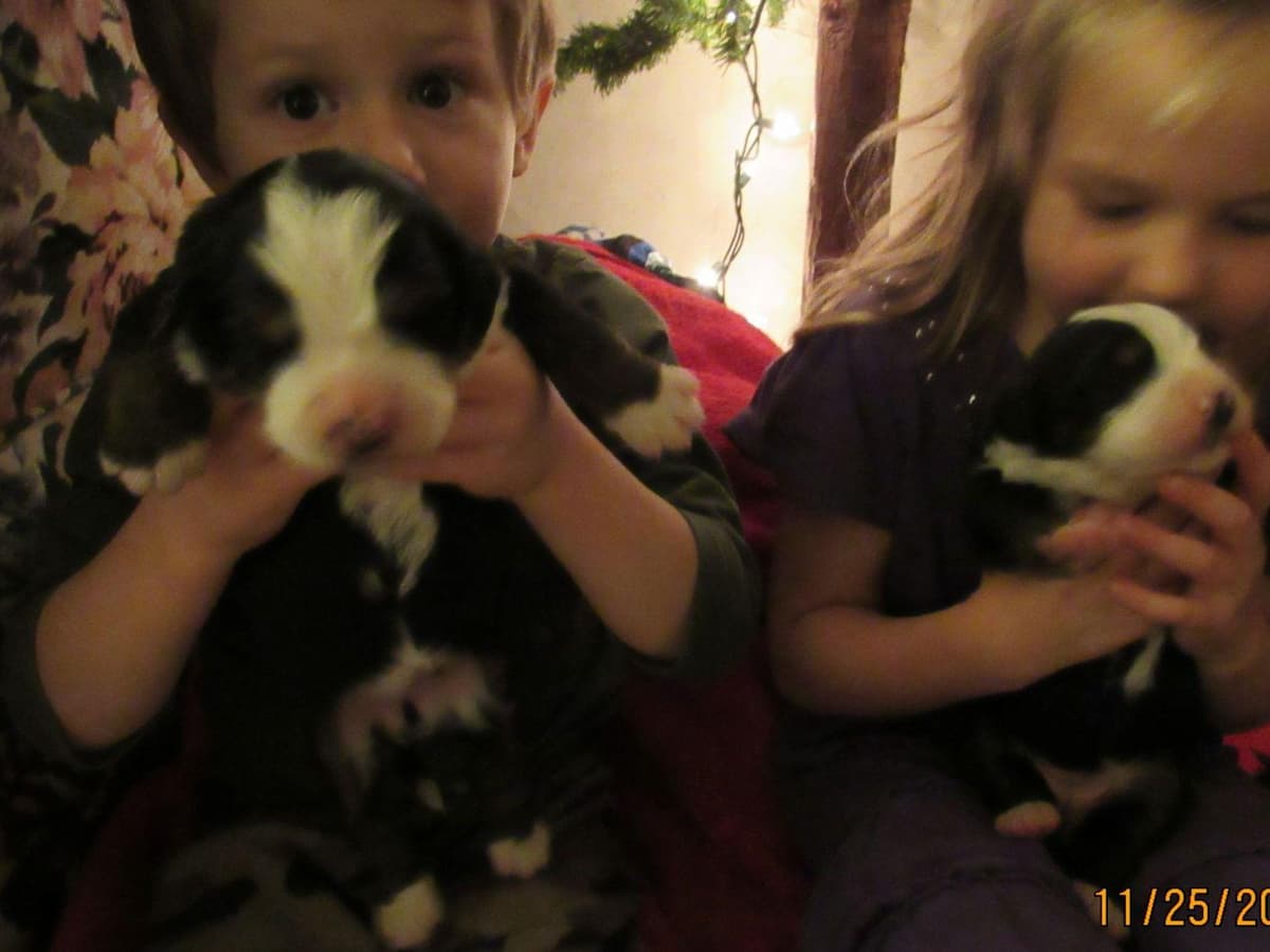 Allison’s Bigger OfAdBernese 330 260 2602 breeder image 23