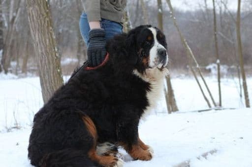 Allison’s Bigger OfAdBernese 330 260 2602 breeder image 2