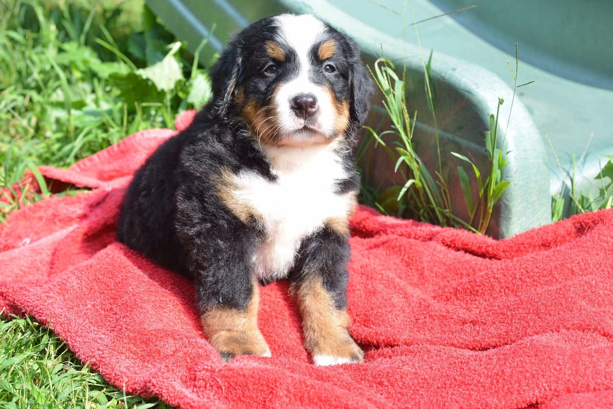 Allison’s Bigger OfAdBernese 330 260 2602 breeder image 25