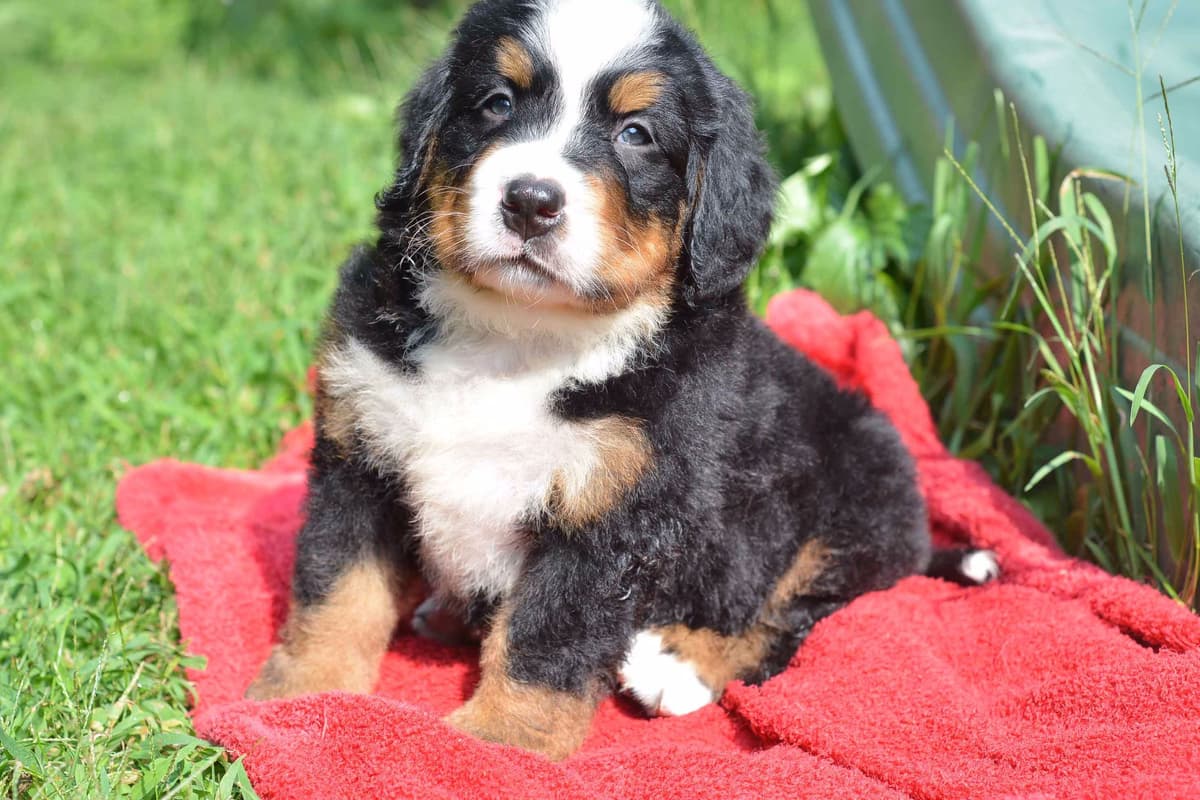Allison’s Bigger OfAdBernese 330 260 2602 breeder image 26