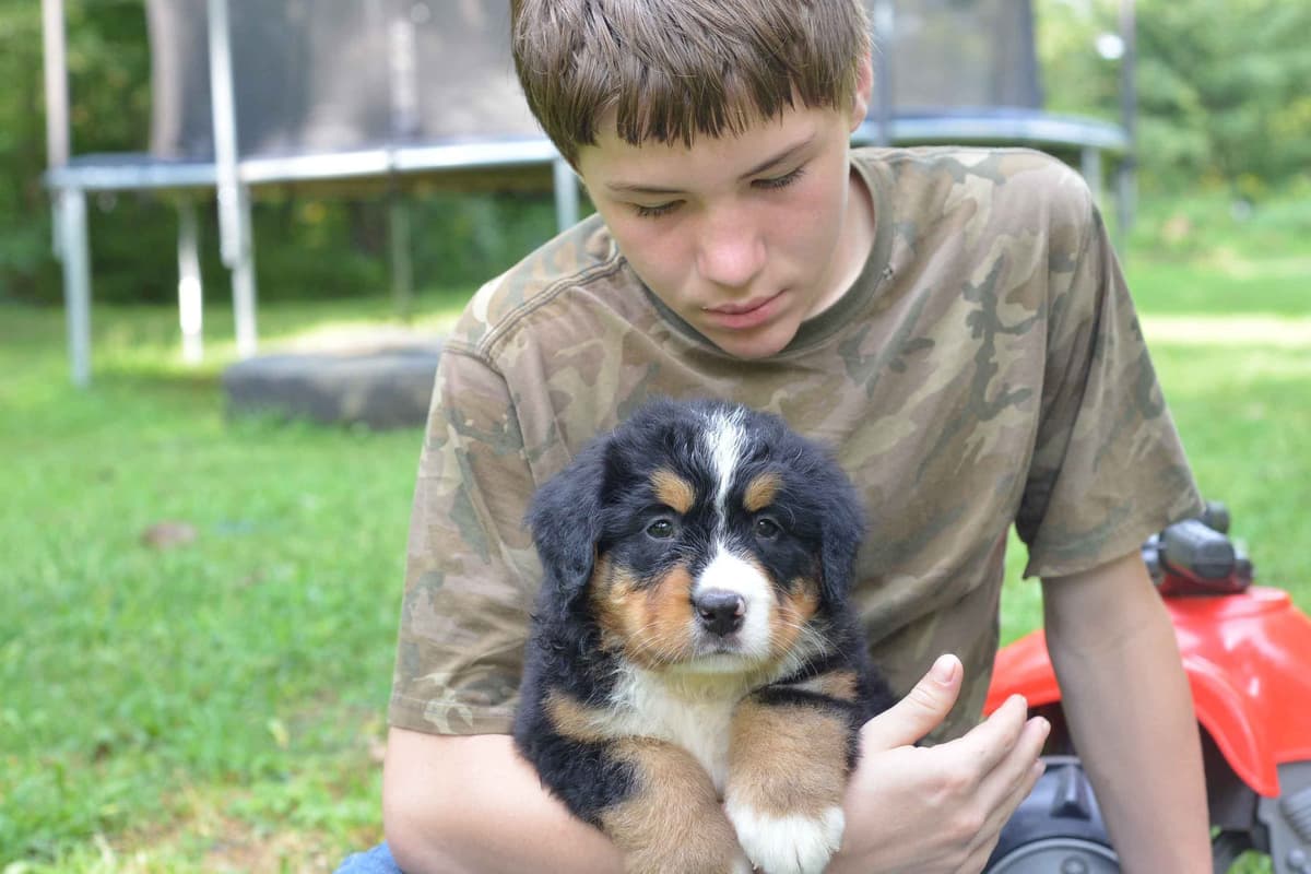 Allison’s Bigger OfAdBernese 330 260 2602 breeder image 27