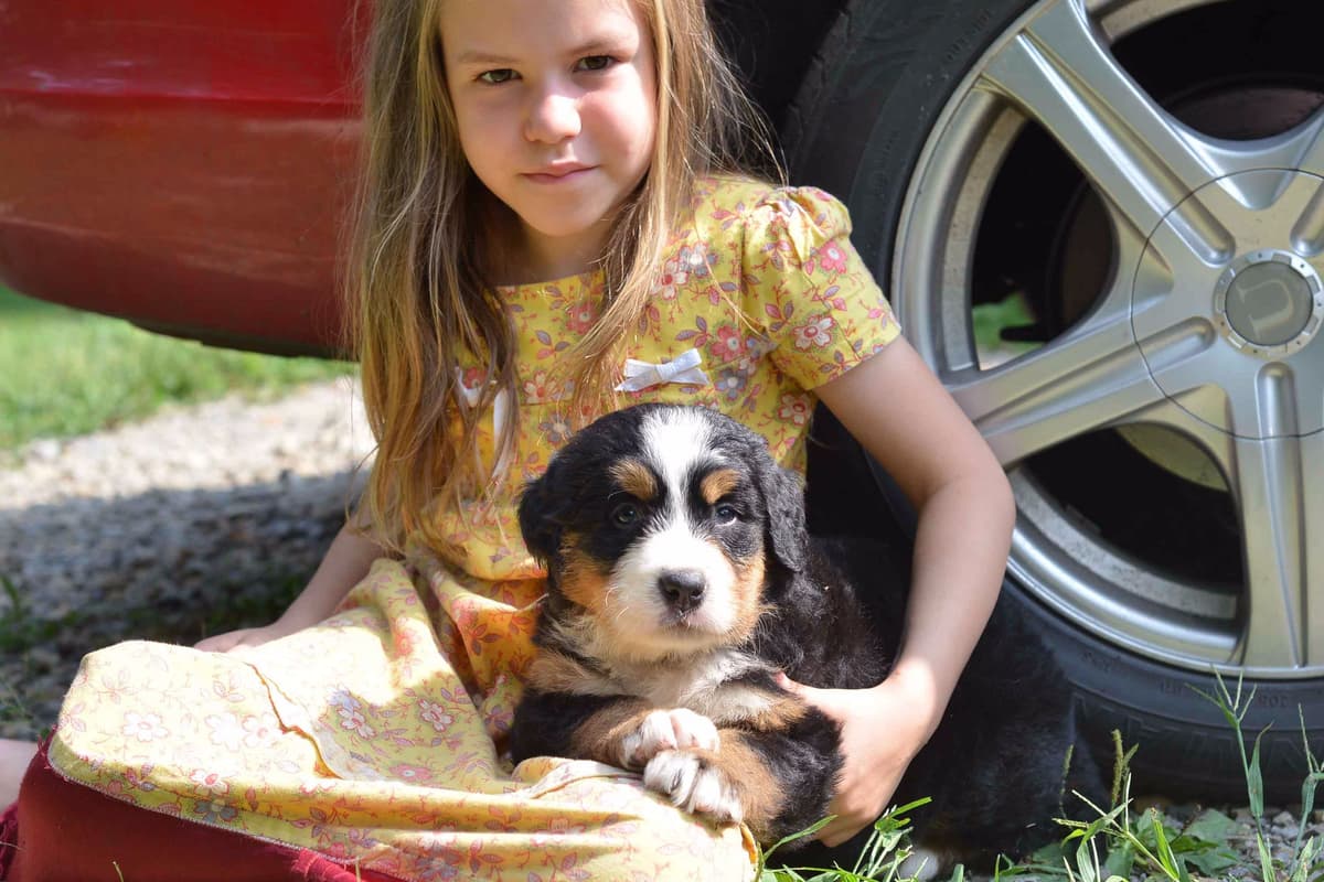 Allison’s Bigger OfAdBernese 330 260 2602 breeder image 28