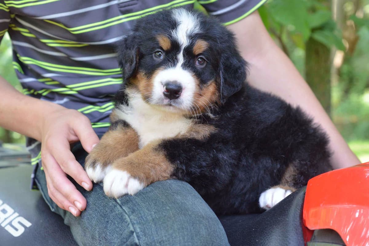 Allison’s Bigger OfAdBernese 330 260 2602 breeder image 1