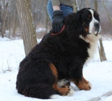 Allison’s Bigger OfAdBernese 330 260 2602 breeder image 29