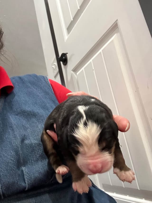 Allison’s Bigger Bernese 330 260 2602 media 2