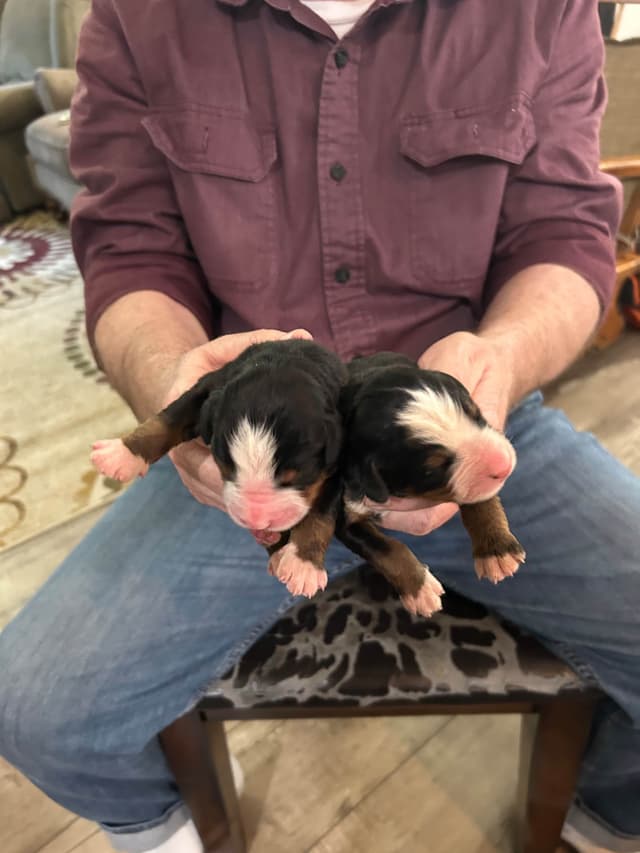 Allison’s Bigger Bernese 330 260 2602 media 3