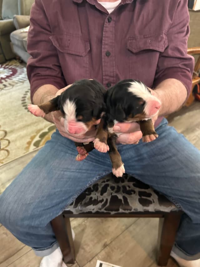 Allison’s Bigger Bernese 330 260 2602 media 4