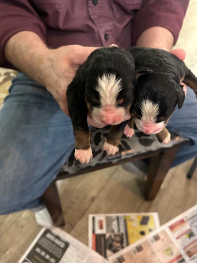 Allison’s Bigger Bernese 330 260 2602 media 5
