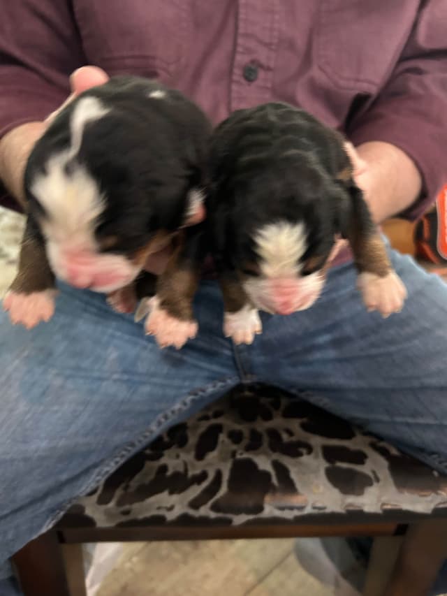Allison’s Bigger Bernese 330 260 2602 media 7