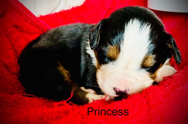 Allison’s Bigger Bernese 330 260 2602 media 8