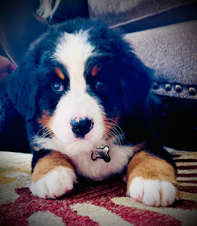 Allison’s Bigger Bernese 330 260 2602 media 10