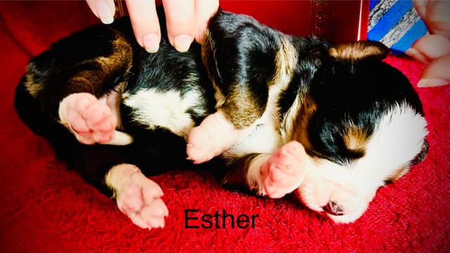 Allison’s Bigger Bernese 330 260 2602 media 11