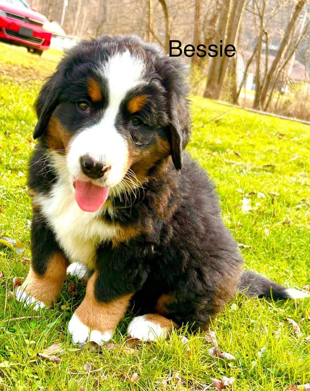Allison’s Bigger Bernese 330 260 2602 media 13