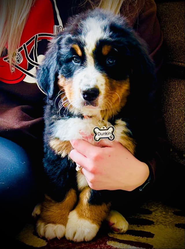 Allison’s Bigger Bernese 330 260 2602 media 12