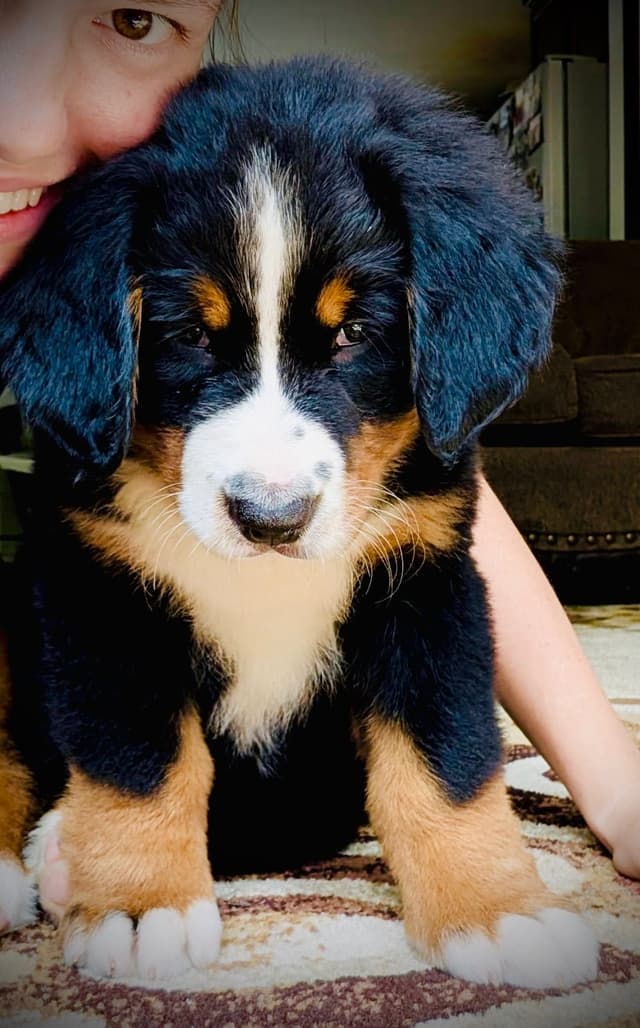 Allison’s Bigger OfAdBernese 330 260 2602 media 3