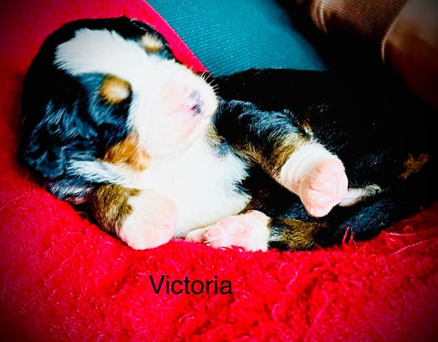 Allison’s Bigger OfAdBernese 330 260 2602 media 4