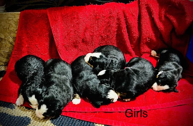 Allison’s Bigger OfAdBernese 330 260 2602 media 5
