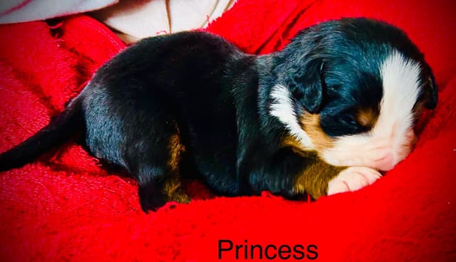 Allison’s Bigger OfAdBernese 330 260 2602 media 6