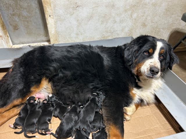 Allison’s Bigger OfAdBernese 330 260 2602 media 8