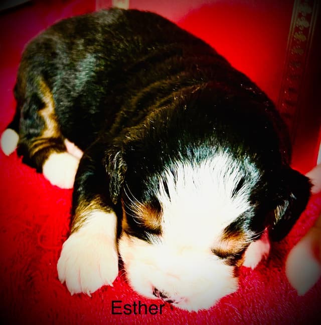 Allison’s Bigger OfAdBernese 330 260 2602 media 7