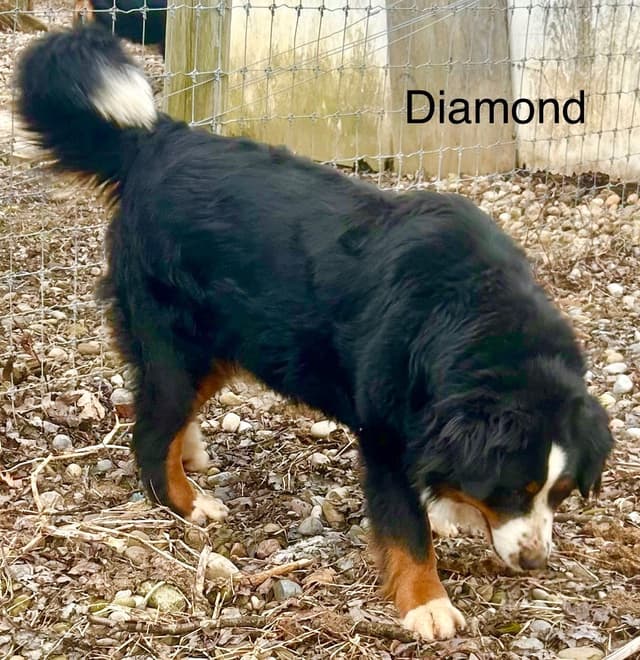 Allison’s Bigger OfAdBernese 330 260 2602 media 9
