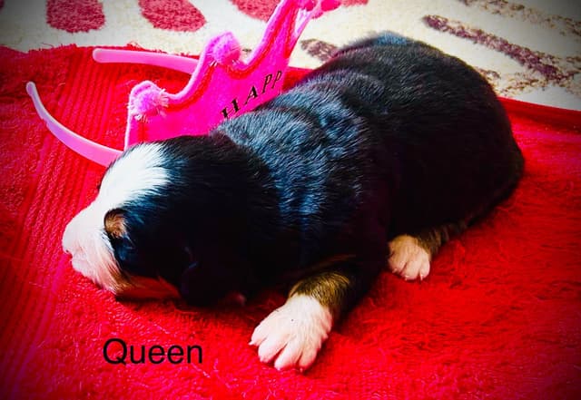 Allison’s Bigger OfAdBernese 330 260 2602 media 10