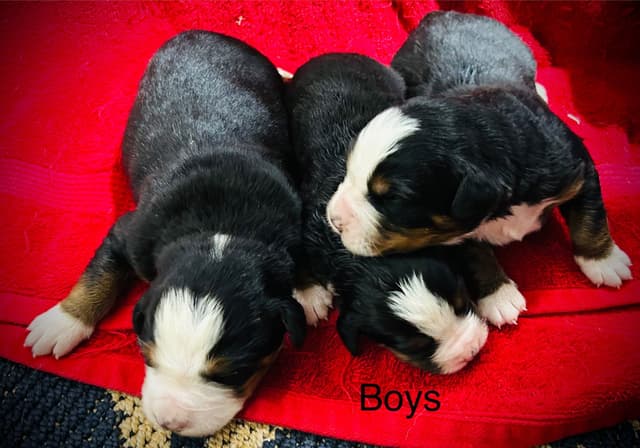 Allison’s Bigger OfAdBernese 330 260 2602 media 12