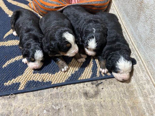 Allison’s Bigger Bernese 330 260 2602 media 14