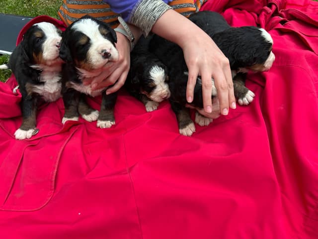 Allison’s Bigger Bernese 330 260 2602 media 15