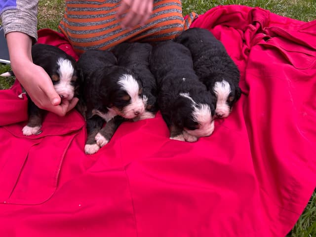 Allison’s Bigger Bernese 330 260 2602 media 16