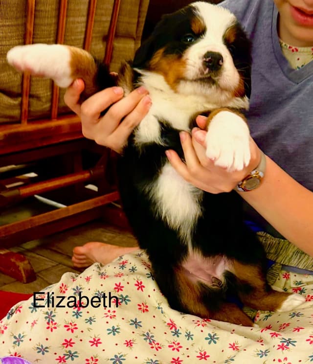 Allison’s Bigger Bernese 330 260 2602 media 18