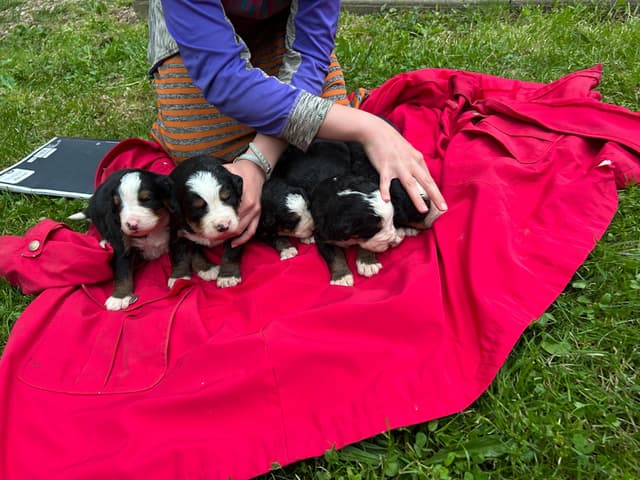 Allison’s Bigger Bernese 330 260 2602 media 19