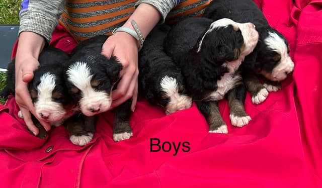 Allison’s Bigger Bernese 330 260 2602 media 20